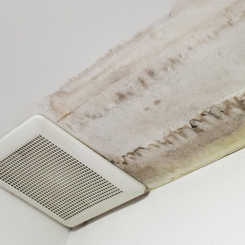 How to Prevent HVAC mold and ways to remove it