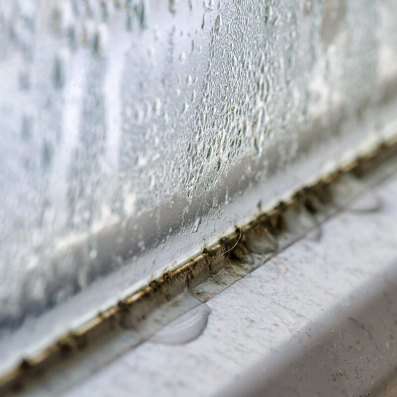 5 Signs of Mold in Your Home