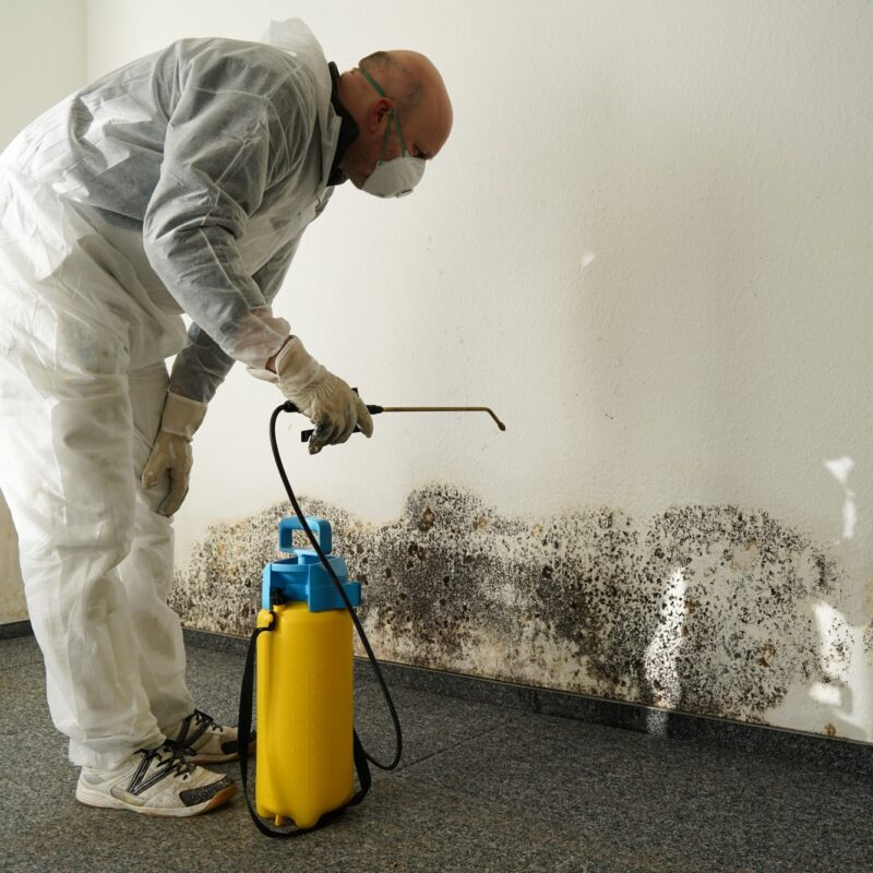 How Much Do Services for Mold Removal Tampa, Cost?