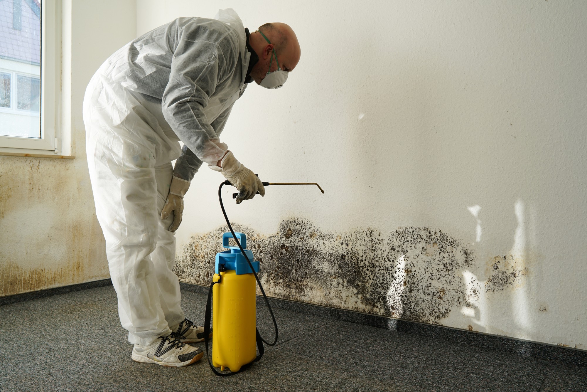 Mold Removal Tampa Cost