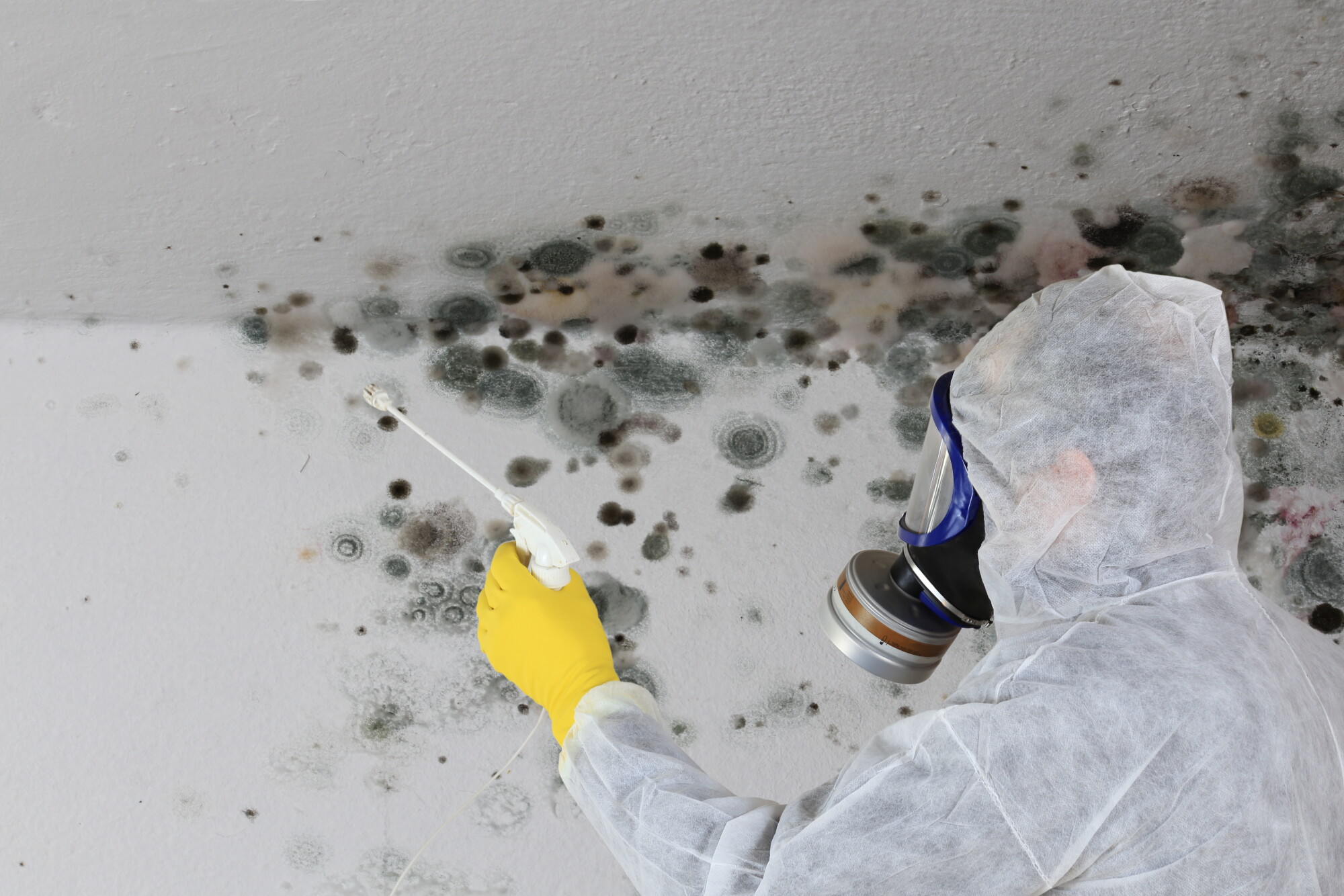 mold remediation process and what to expect