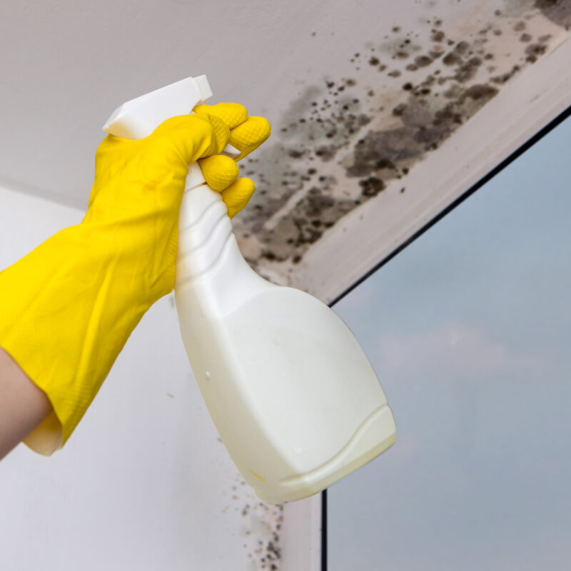 3 Sure Warning Signs of Black Mold You Should Look For