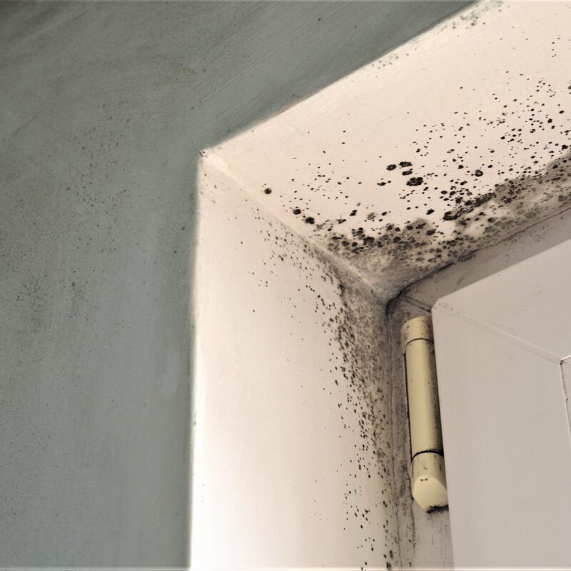 How to Prevent Mold Growth in Your Home